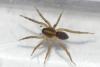 Trochosa sp.